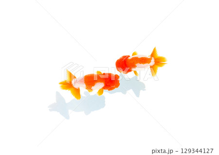 金魚　らんちゅう 129344127