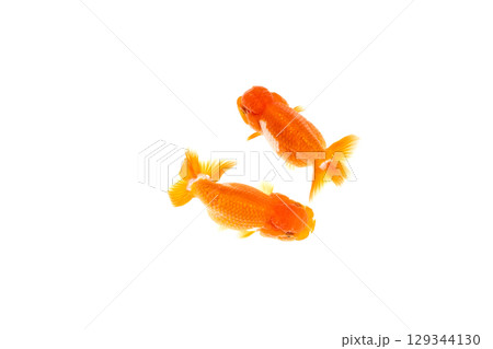 金魚 らんちゅう 金魚 らんちゅう 129344130