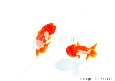 金魚　らんちゅう 129344131