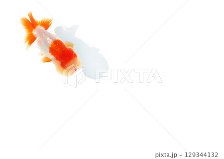 金魚　らんちゅう 129344132