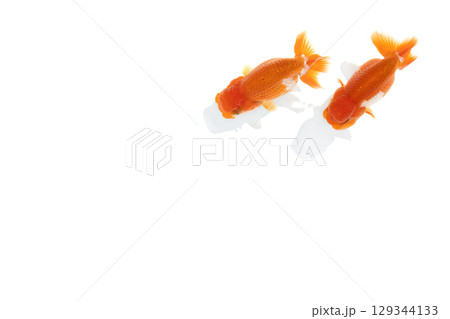 金魚　らんちゅう 129344133
