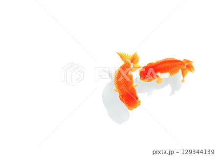 金魚 らんちゅう 金魚 らんちゅう 129344139