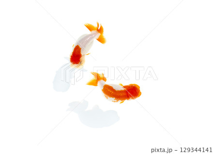 金魚 らんちゅう 金魚 らんちゅう 129344141