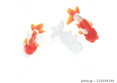 金魚　らんちゅう 129344144