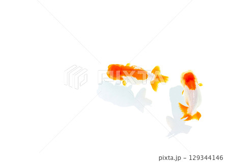 金魚　らんちゅう 129344146
