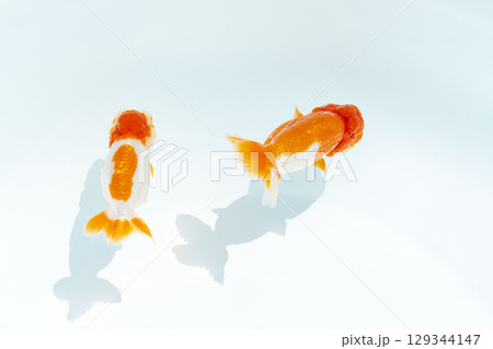 金魚　らんちゅう 129344147
