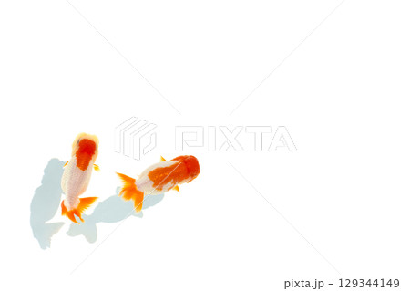 金魚　らんちゅう 129344149