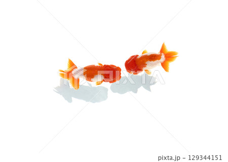 金魚　らんちゅう 129344151