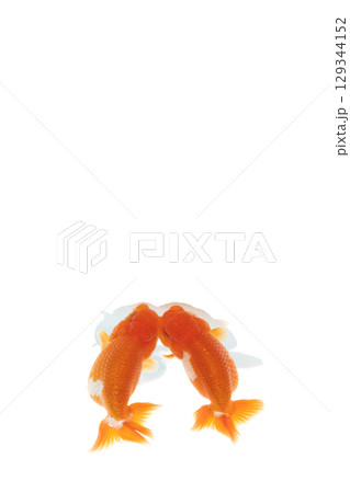 金魚　らんちゅう 129344152