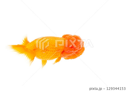 金魚　らんちゅう 129344153
