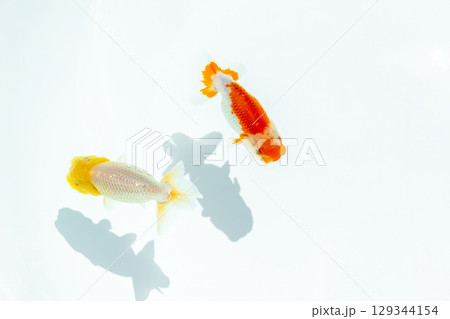 金魚　らんちゅう 129344154