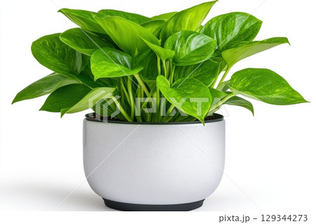 Bright green pothos plant in a modern pot on a white background showcases indoor nature 129344273