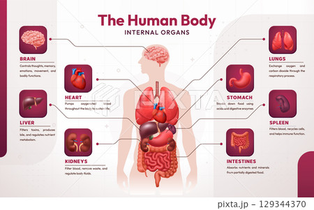 Realistic Human Body Anatomy Infography and Diagrams 129344370