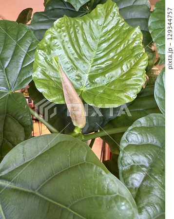 シーグレープの大きな葉の葉脈 129344757