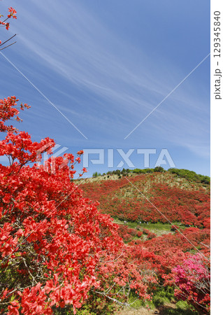 日本の奈良にあるつつじで有名な山_葛城山_縦位置 日本の奈良にあるつつじで有名な山_葛城山_縦位置 129345840