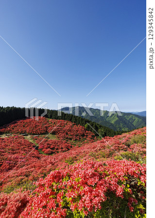 日本の奈良にあるつつじで有名な山_葛城山_縦位置 129345842