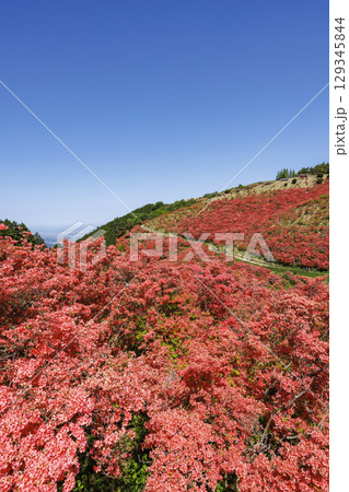 日本の奈良にあるつつじで有名な山_葛城山_縦位置 129345844