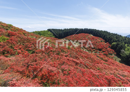 日本の奈良にあるつつじで有名な山_葛城山_横位置 129345855