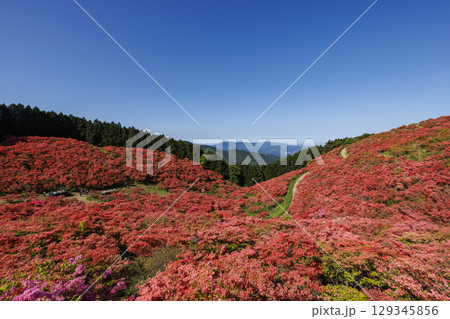 日本の奈良にあるつつじで有名な山_葛城山_横位置 129345856