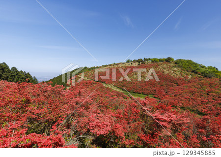 日本の奈良にあるつつじで有名な山_葛城山_横位置 129345885