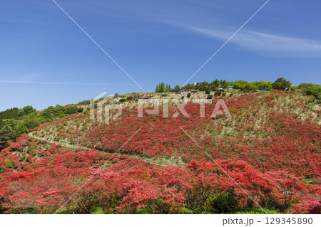 日本の奈良にあるつつじで有名な山_葛城山_横位置 日本の奈良にあるつつじで有名な山_葛城山_横位置 129345890