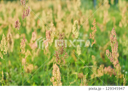Background photo summer wild meadow with herbs, sorrel in seeds in sunset light Background photo summer wild meadow with herbs, sorrel in seeds in sunset light 129345947