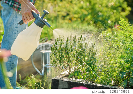 Spraying bio preparation on young vegetable and herb plants in raised bed 129345991