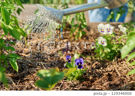 Gardener with watering can watering plants viola flowers, vegetables, herbs Gardener with watering can watering plants viola flowers, vegetables, herbs 129346008