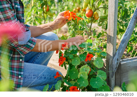 Close up of blooming orange Nasturtium bush in woman hands, outdoors Close up of blooming orange Nasturtium bush in woman hands, outdoors 129346010