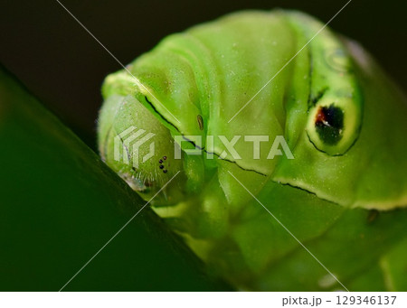 　アゲハの終齢幼虫。脅しの目玉模様と本物の目。 129346137