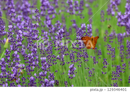ヒョウモンチョウとラベンダー(北海道・旭川市) ヒョウモンチョウとラベンダー(北海道・旭川市) 129346401