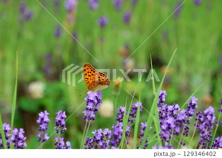 ヒョウモンチョウとラベンダー(北海道・旭川市) ヒョウモンチョウとラベンダー(北海道・旭川市) 129346402