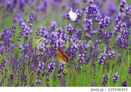 蝶とラベンダー(北海道・旭川市) 蝶とラベンダー(北海道・旭川市) 129346403