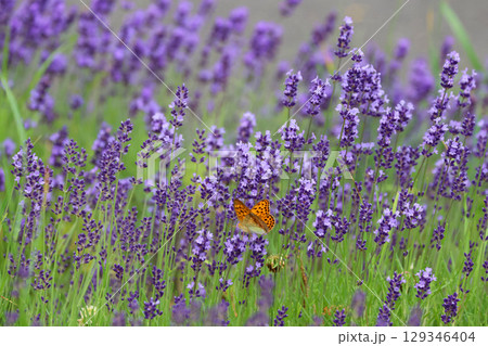 ヒョウモンチョウとラベンダー(北海道・旭川市) ヒョウモンチョウとラベンダー(北海道・旭川市) 129346404