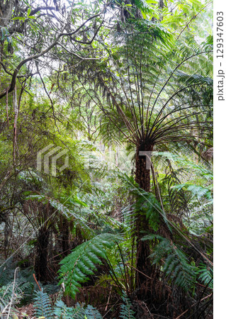 Hiking trail in forest along Cumberland River to Kalimna Falls, Great Ocean Road, Australia 129347603