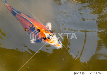 Colorful koi fish in Shukkei-en Japanese garden in Hiroshima, Japan Colorful koi fish in Shukkei-en Japanese garden in Hiroshima, Japan 129347608