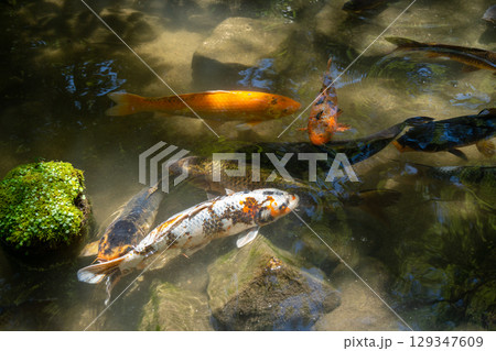 Colorful koi fish in pond on Miyajima Island near Hiroshima 129347609