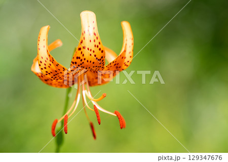 夏に咲く、野の王冠 129347676