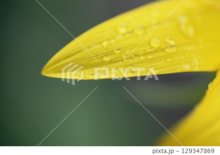 ひまわりの花びらのアップ 129347869
