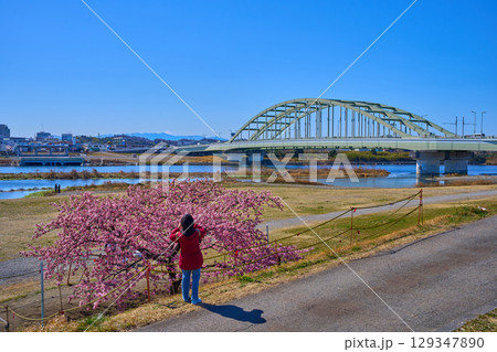 東京都狛江市の河津桜が咲く多摩川河川敷から多摩水道橋と川崎市、富士山方面を見る 129347890