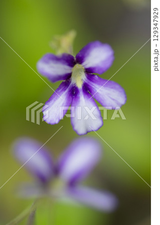 夢うつつの花 夢うつつの花 129347929