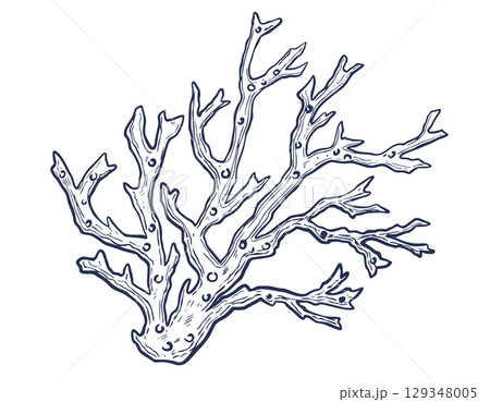 Vector illustration of Coral branch in hand drawn engraving style. Linear drawing of seaweed for underwater design. Etched art painted by inks on isolated background for coastal projects. 129348005