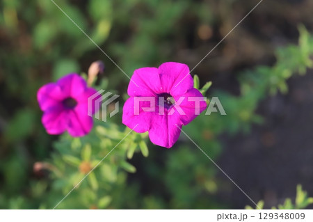 夏の庭に咲く濃いピンク色のペチュニアの花 129348009