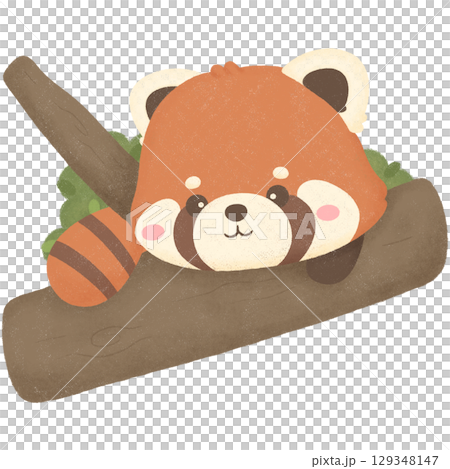 Red panda Red panda 129348147