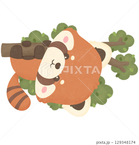Red panda Red panda 129348174