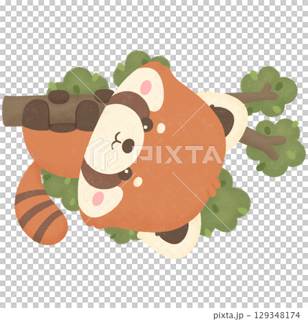 Red panda Red panda 129348174