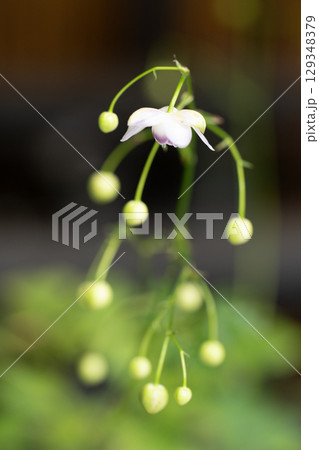 森のランプ、レンゲショウマ 森のランプ、レンゲショウマ 129348379