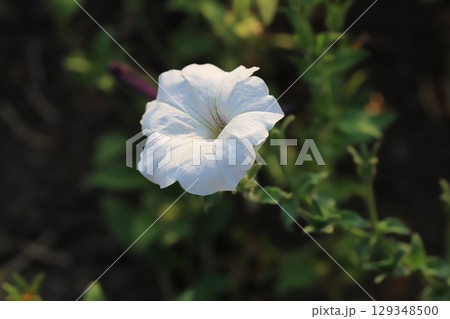 夏の庭に咲く白いペチュニアの花 129348500