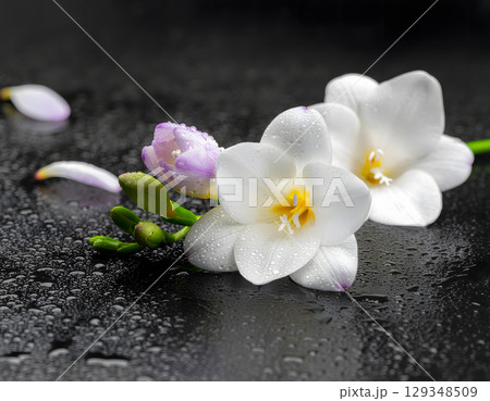 White Freesia and purple bud on wet background 129348509