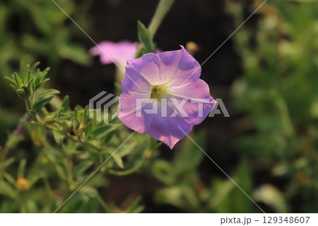 夏の庭に咲く薄桃色のペチュニアの花 129348607
